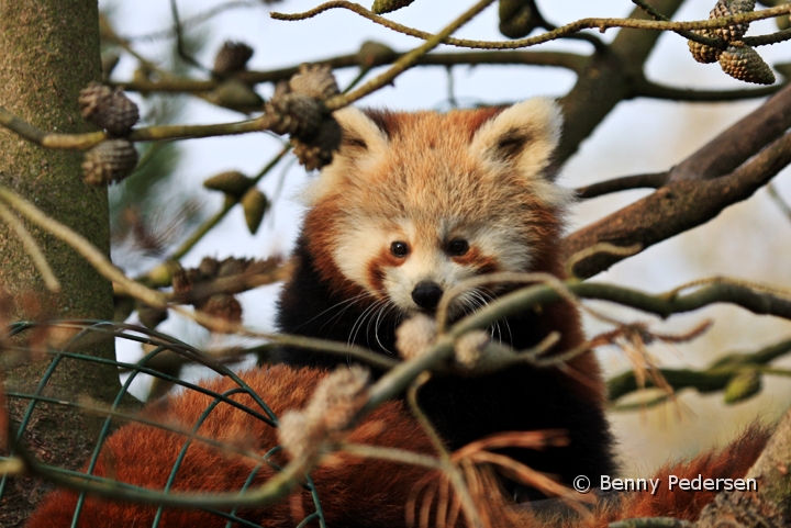 Rod Panda 3.jpg - Rød Panda (Ailurus fulgens fulgens)